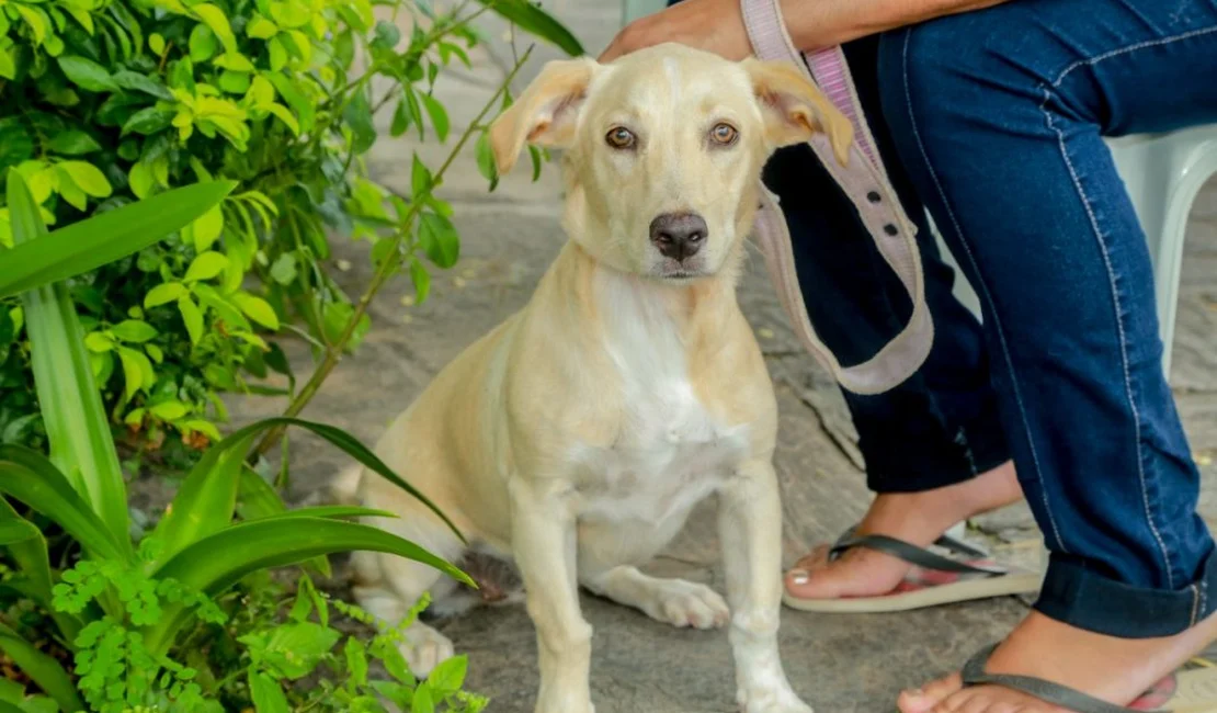 Governo cria Cadastro Nacional de Animais Domésticos, com número de identidade para cães e gatos