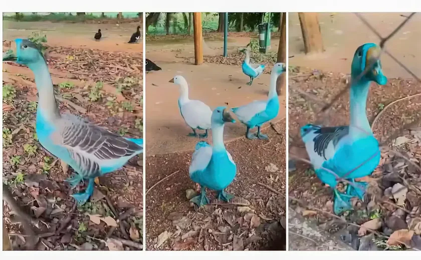 Agência ambiental multa empresas que derramaram corantes e deixaram aves azuis